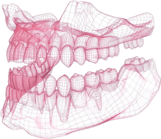 3D Dental Jaw Wireframe Design